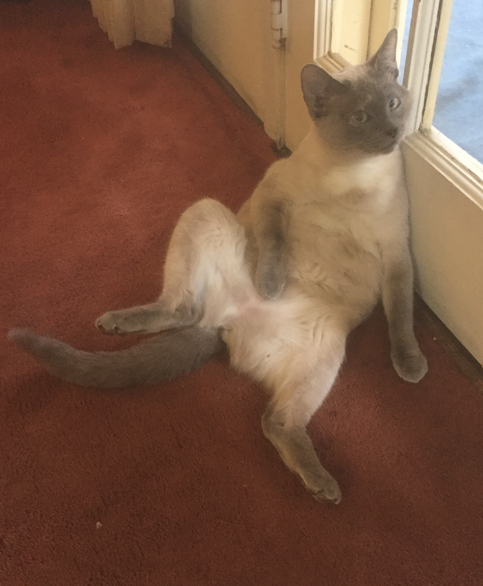 Cat litter lands in landfills William Lawrence Sr Omnibit 6220